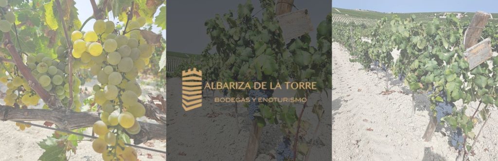 albariza de la torre