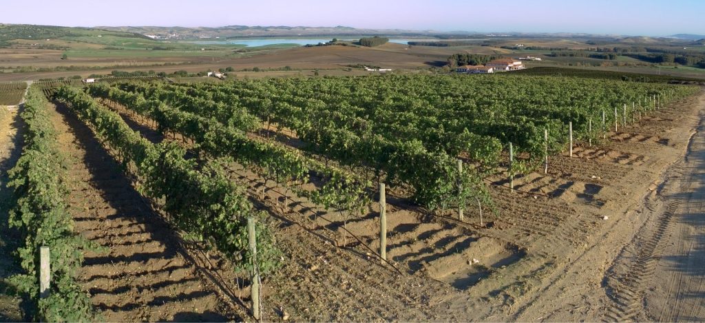 Productos de Cádiz para regalar